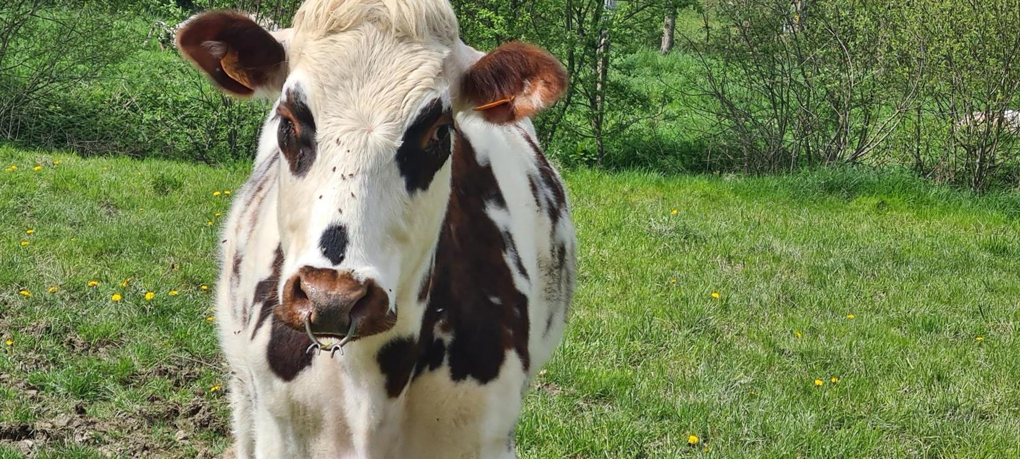 Roulotte A La Ferme Buissonniere Villa La Lande-de-Louge Luaran gambar